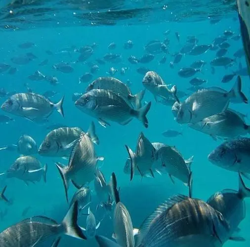 Semesterbostad Mediterrania 98 *