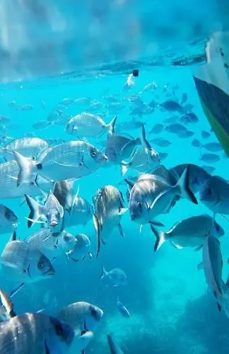 Semesterbostad Mediterrania 98 *